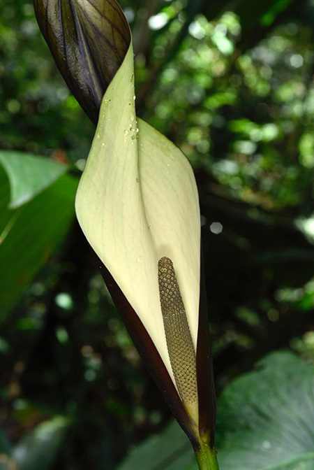 Urospatha grandis