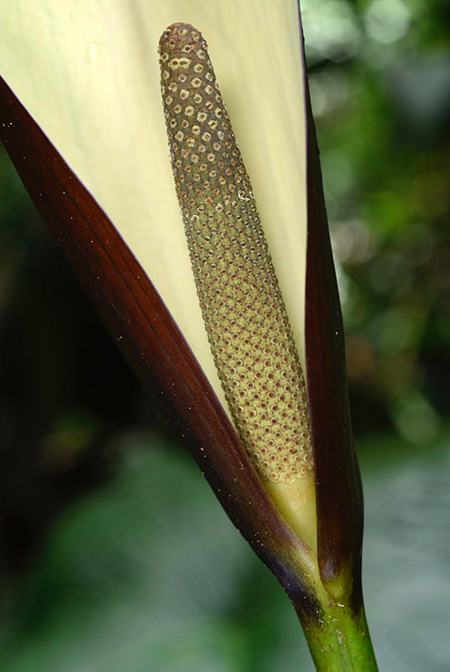 Urospatha grandis