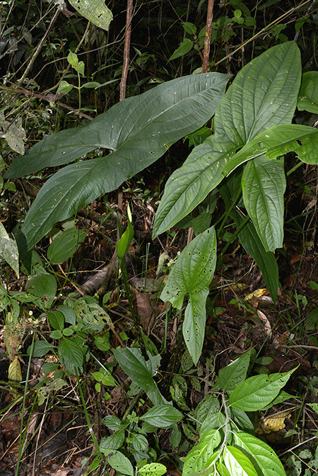 Urospatha sagittifolia