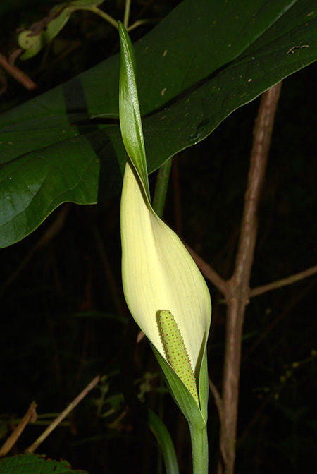 Urospatha sagittifolia