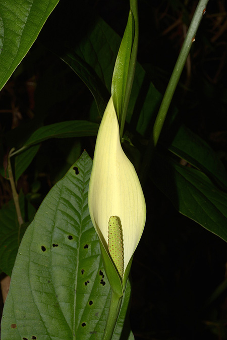 Urospatha sagittifolia