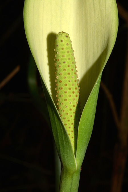 Urospatha sagittifolia