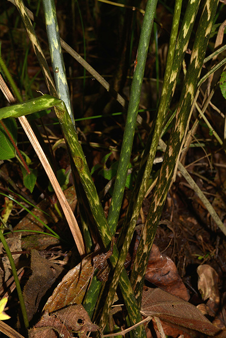 Urospatha sagittifolia