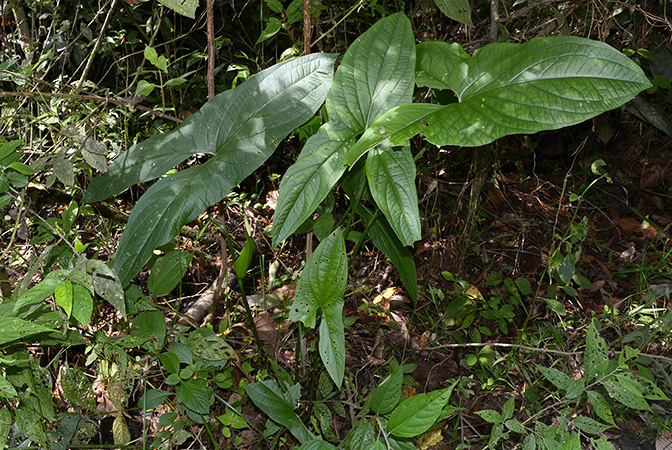 Urospatha sagittifolia