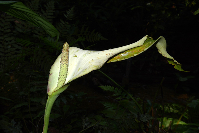 Urospatha sagittifolia