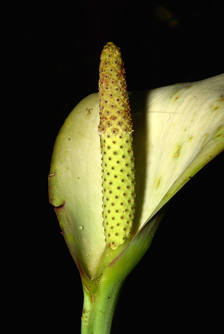 Urospatha sagittifolia