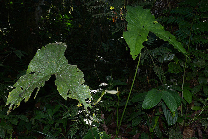 Urospatha sagittifolia