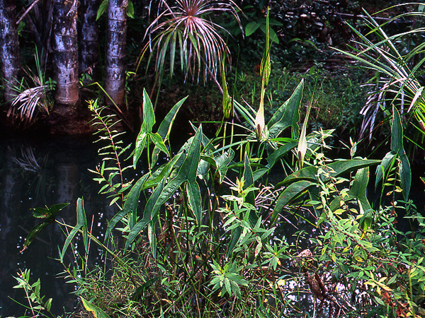 Urospatha sagittifolia