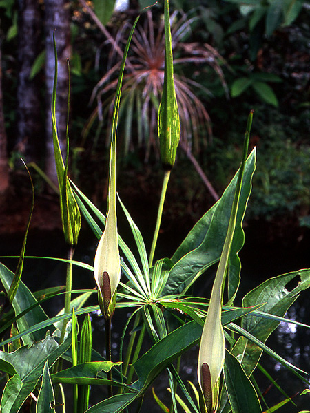 Urospatha sagittifolia
