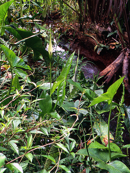 Urospatha sagittifolia