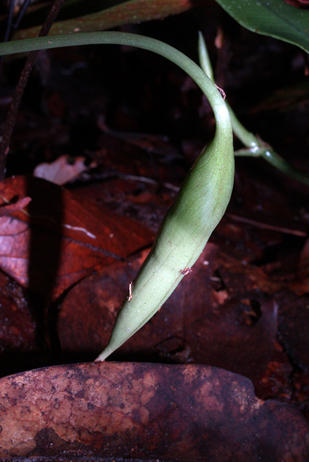Vesta longifolia