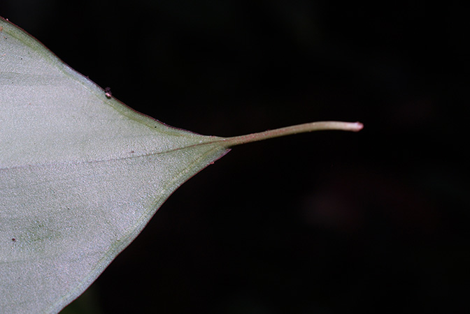 Vesta longifolia