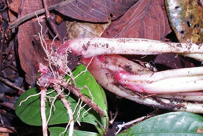 Vesta longifolia