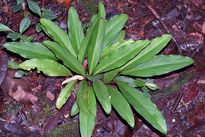 Vesta longifolia