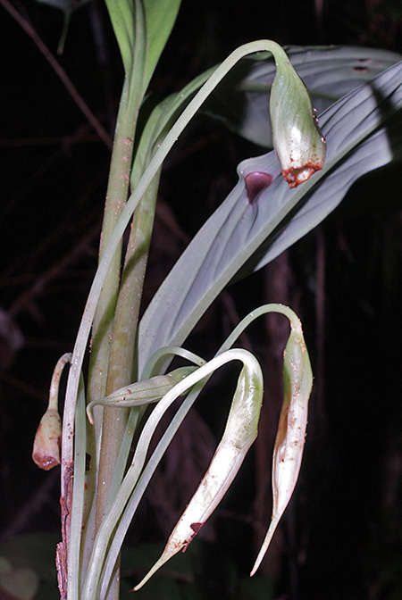 Vesta longifolia