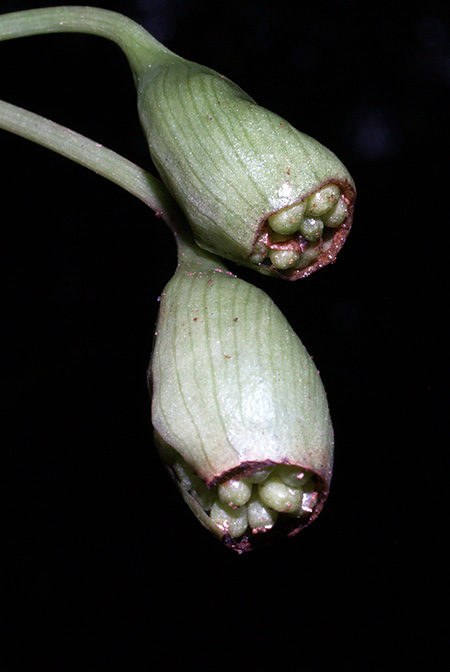 Vesta longifolia