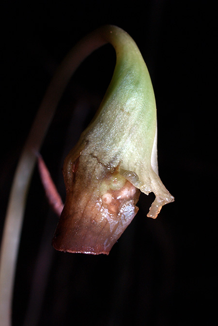 Vesta longifolia