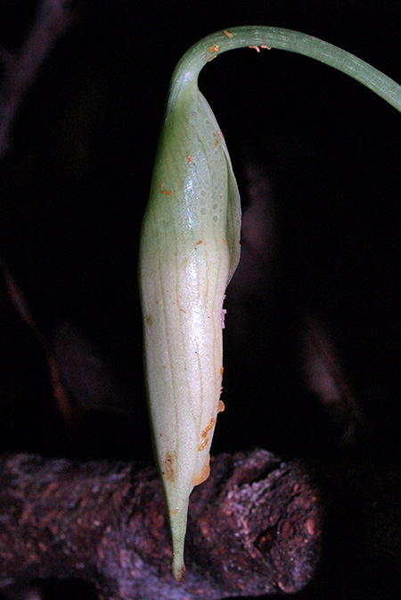 Vesta longifolia