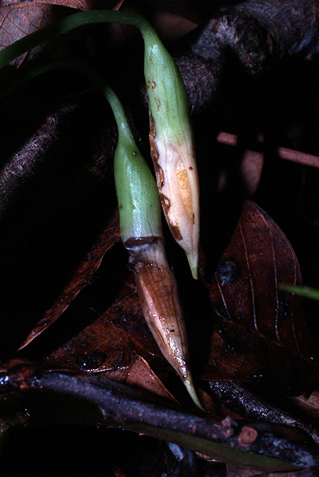Vesta longifolia