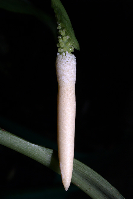 Vesta longifolia
