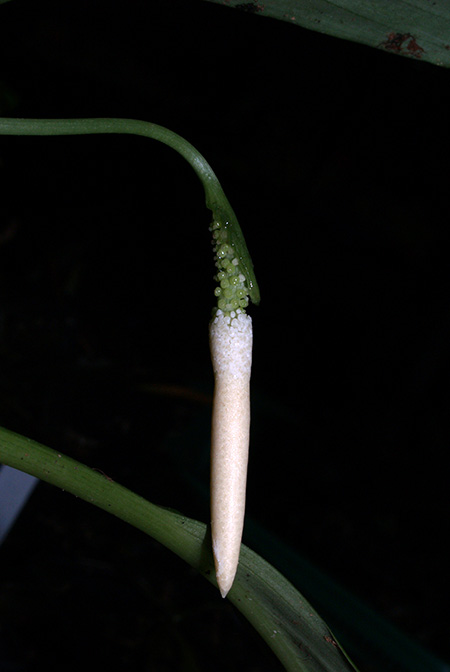 Vesta longifolia