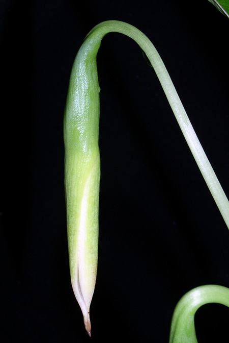 Vesta longifolia