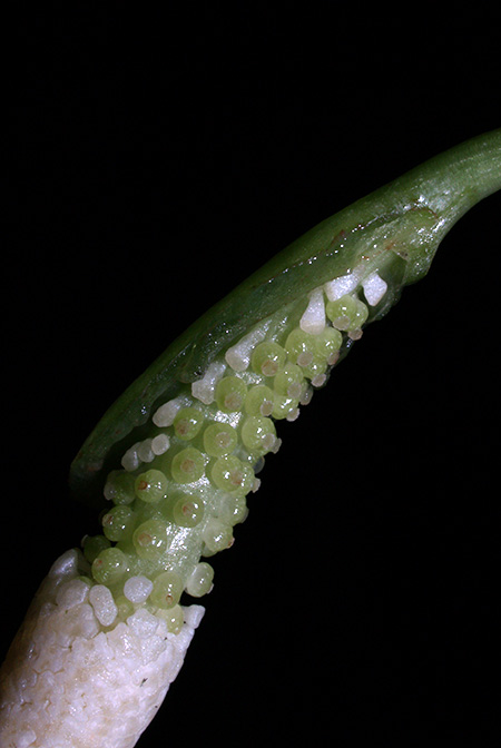Vesta longifolia