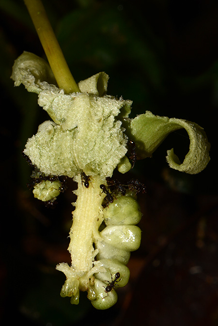 Vesta longifolia