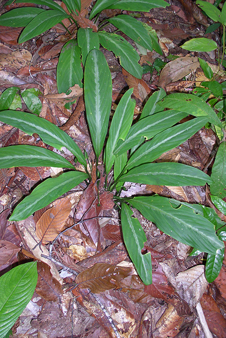 Vesta longifolia
