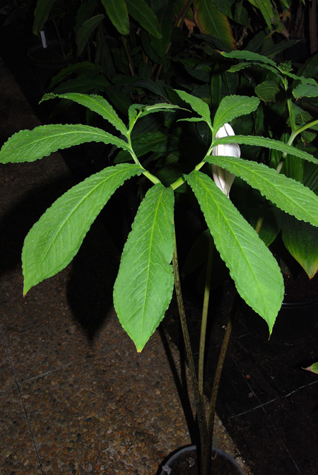 Xanthosoma diazii