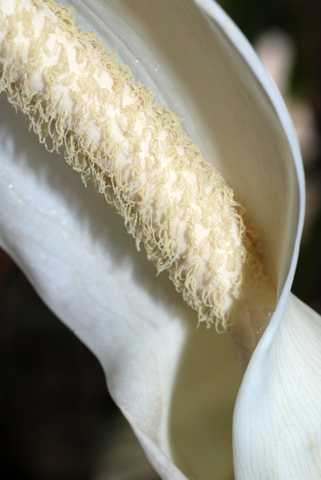 Xanthosoma diazii
