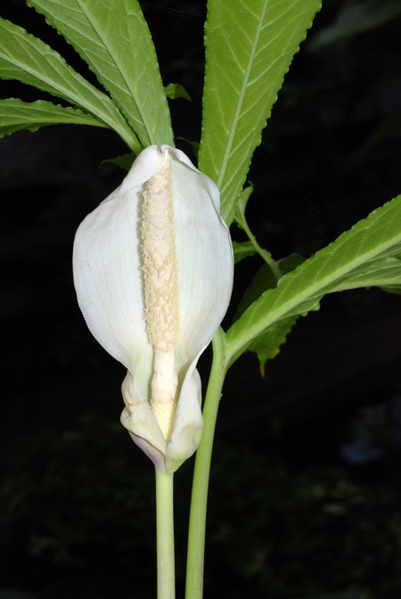 Xanthosoma diazii