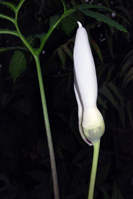 Xanthosoma diazii