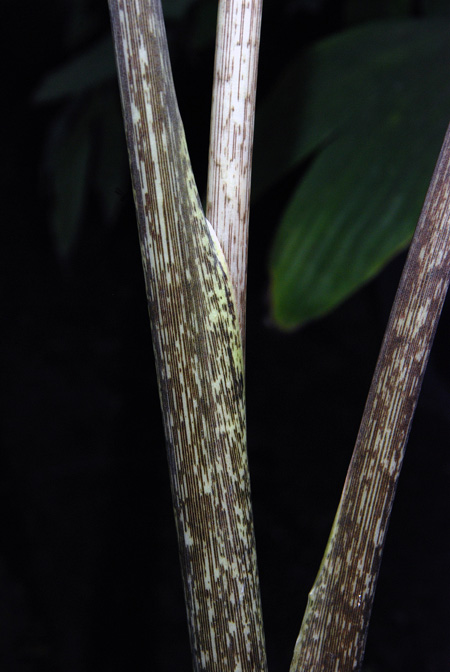 Xanthosoma diazii