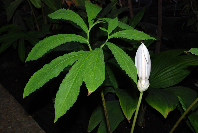 Xanthosoma diazii
