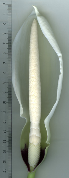 Xanthosoma diazii