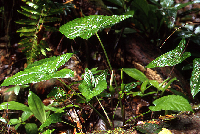 Xanthosoma acutum