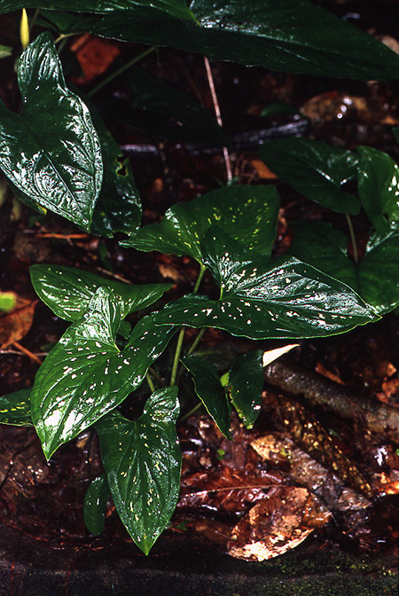Xanthosoma acutum