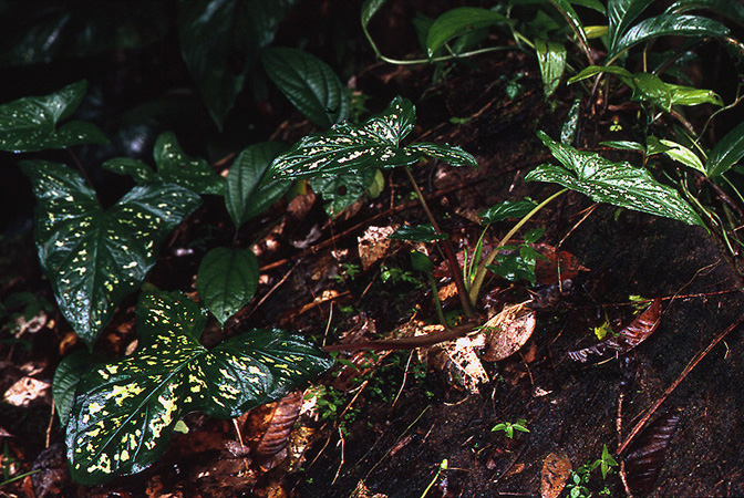 Xanthosoma acutum