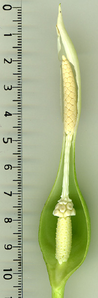 Xanthosoma acutum