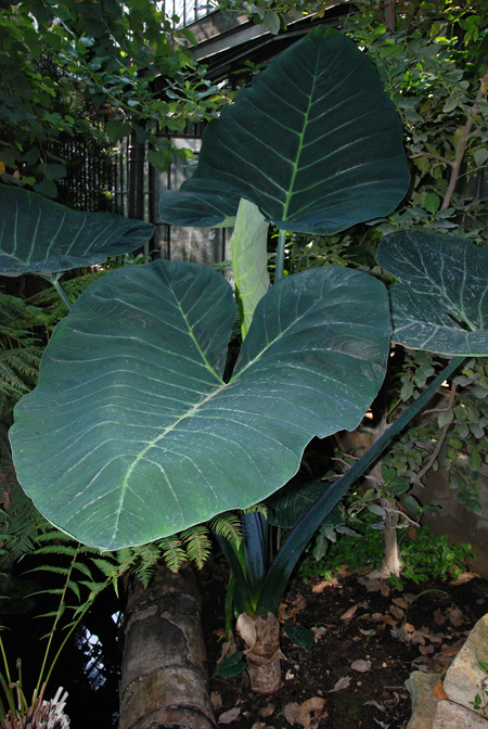 Xanthosoma atrovirens