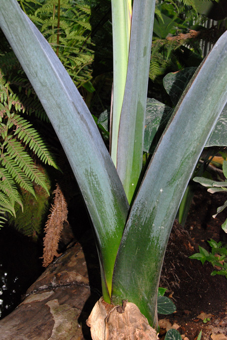 Xanthosoma atrovirens