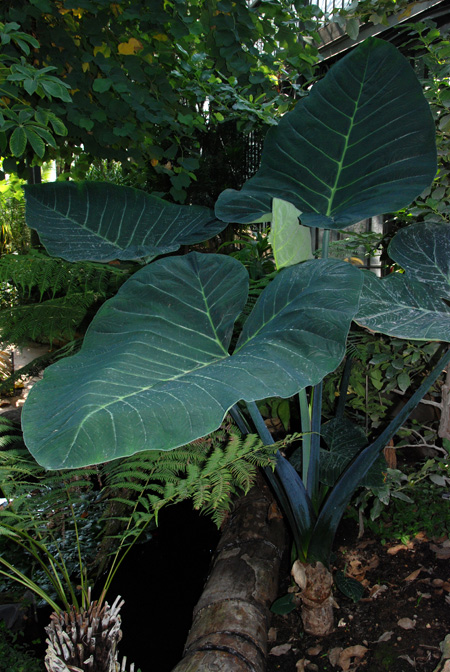 Xanthosoma atrovirens