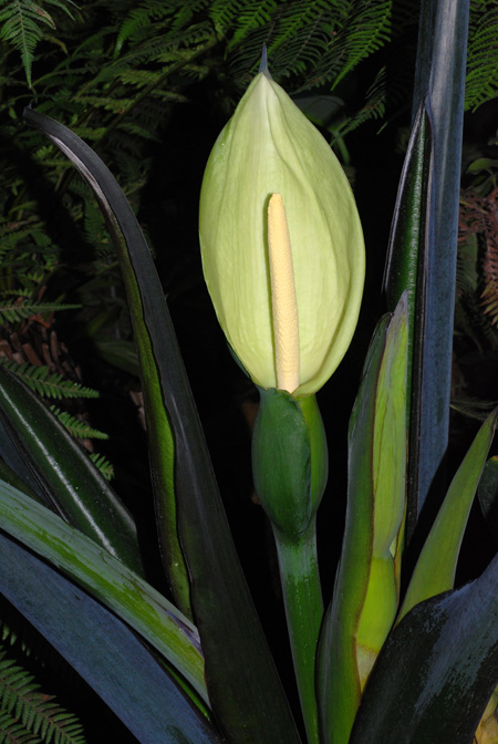 Xanthosoma atrovirens
