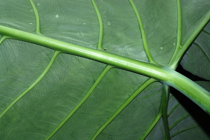 Xanthosoma atrovirens
