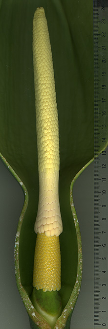 Xanthosoma atrovirens