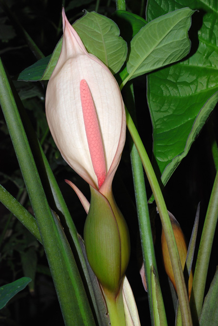 Xanthosoma blandum