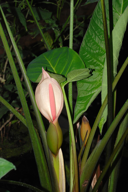 Xanthosoma blandum