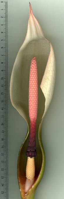 Xanthosoma blandum