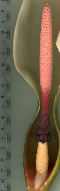 Xanthosoma blandum